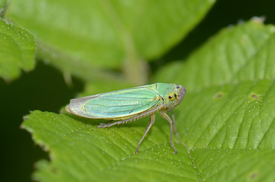 Cicadella viridis